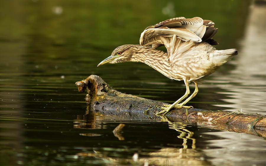 Black-crowned Night Heron Photograph by Mircea Costina Photography