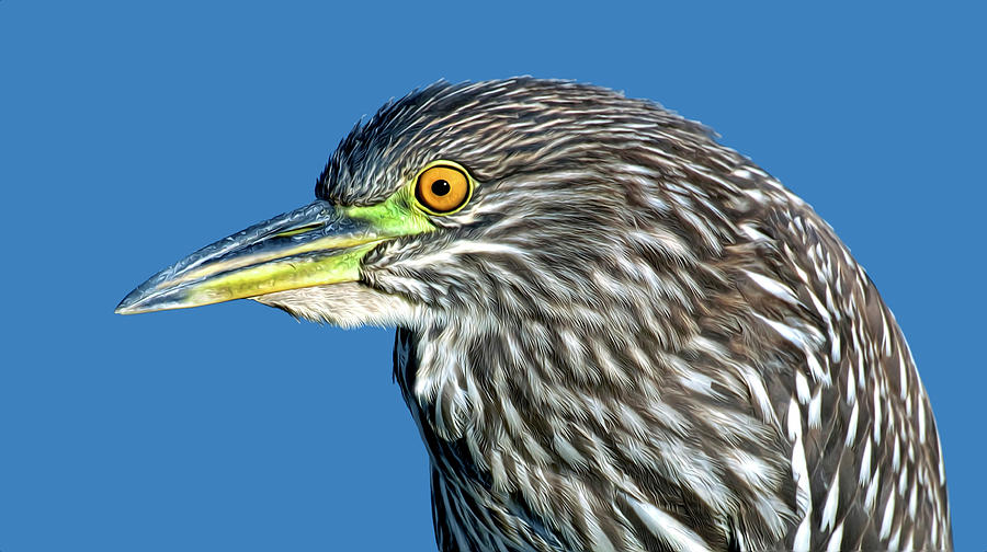 Black Crowned Night Heron Portrait Photograph by Dave Mills