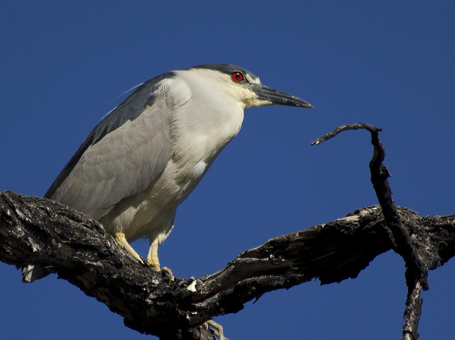 Black-Crowned Night Heron Photograph by Shane Bechler
