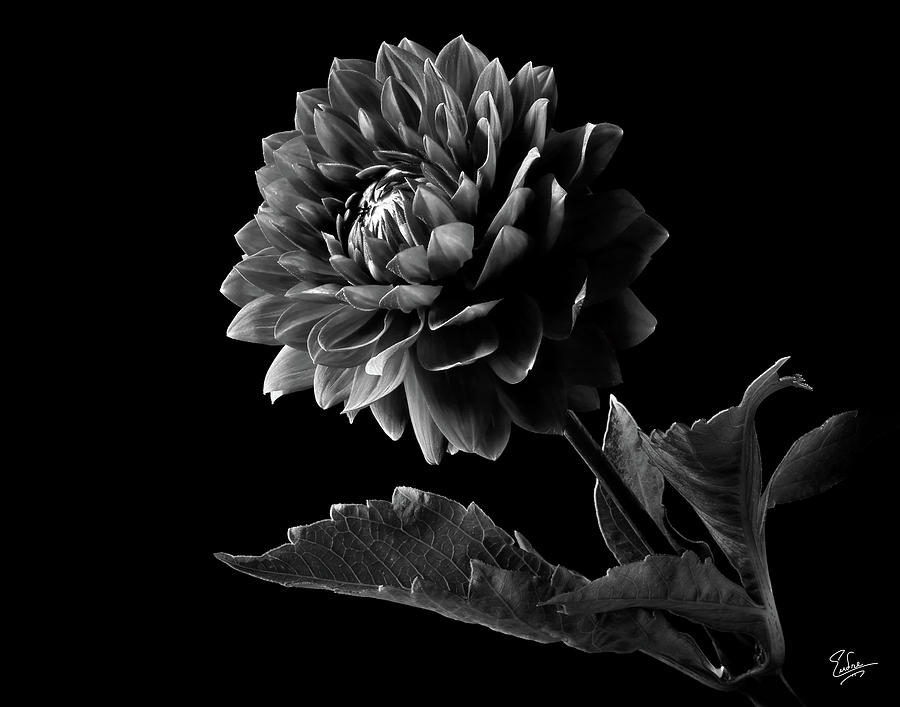 Flower Photograph - Black Dahlia in Black and White by Endre Balogh