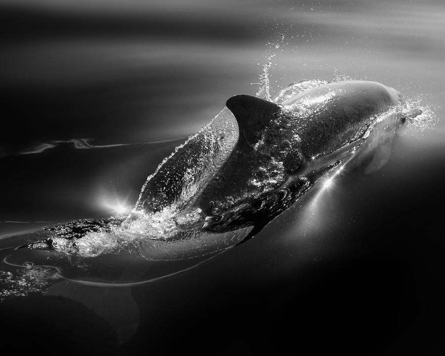 Marine Life Photograph - Black Dolphin by Steve Munch