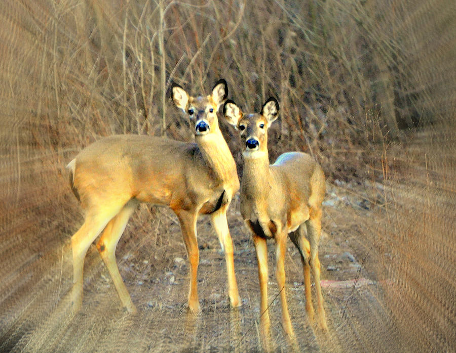 Black Ear Deer Photograph by Marty Koch