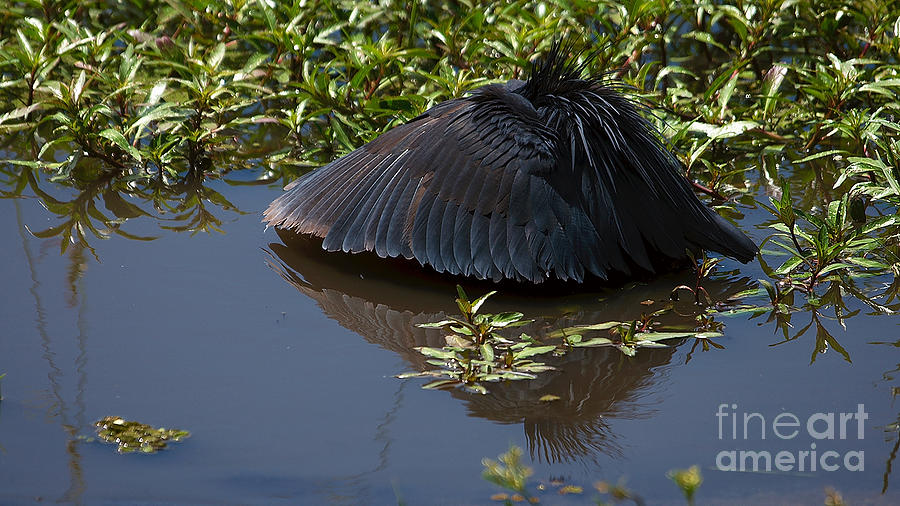 Black Egret Photograph by Mareko Marciniak