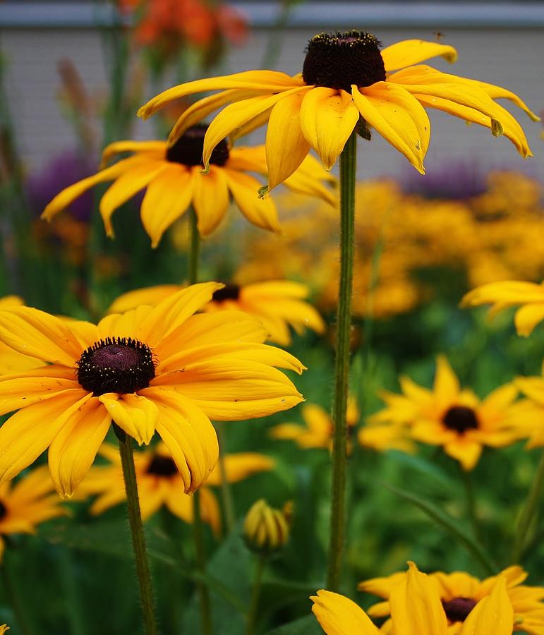 Black Eyed Susan Photograph by Bruce Bley