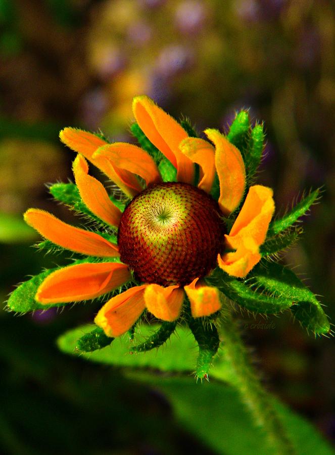 Black Eyed Susan Photograph by Chris Berry