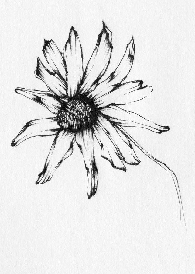 black eyed susan flower drawings
