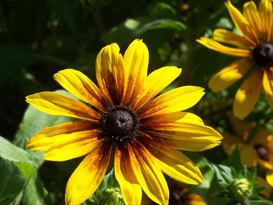 Black Eyed Susan Daisy Photograph