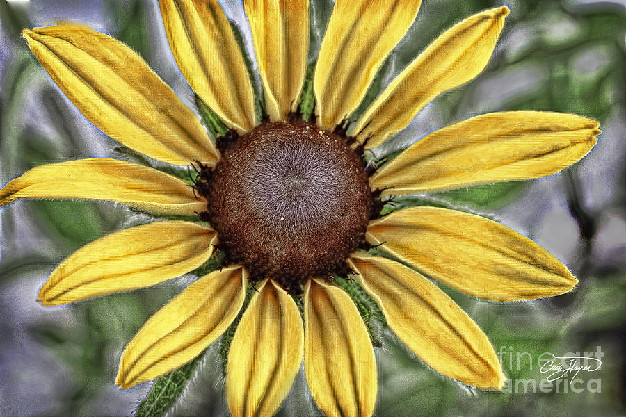 Flowers Still Life Photograph - Black Eyed Susan III by Cris Hayes