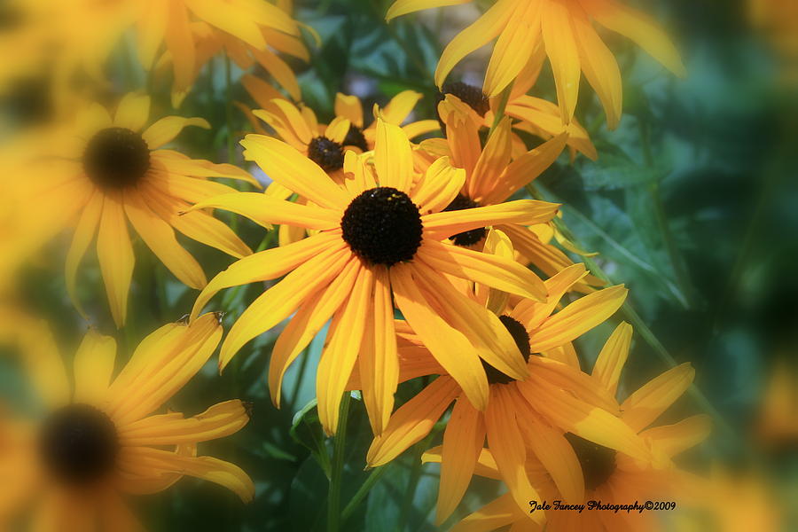 Black Eyed Susan Photograph by Jale Fancey