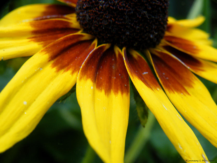 Black Eyed Susan Photograph by Kimmary MacLean