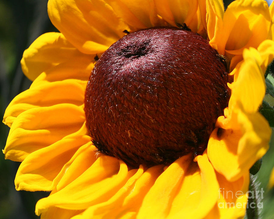 Black Eyed Susan Perspective Photograph by Smilin Eyes Treasures