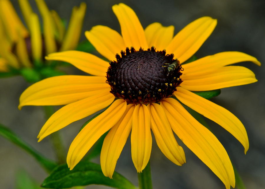 Black Eyed Susan Photograph by Frozen in Time Fine Art Photography