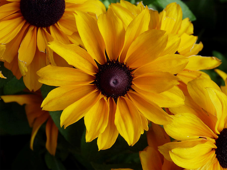 Black Eyed Susan Photograph by Terry Eve Tanner
