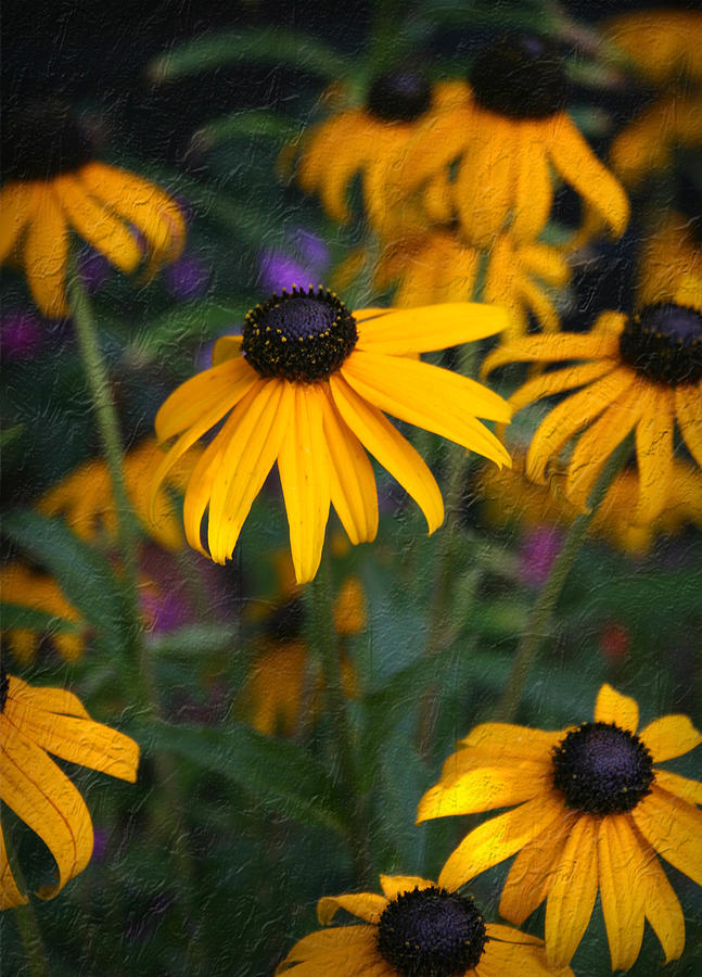 Black Eyed Susans Photograph by Cindy Haggerty