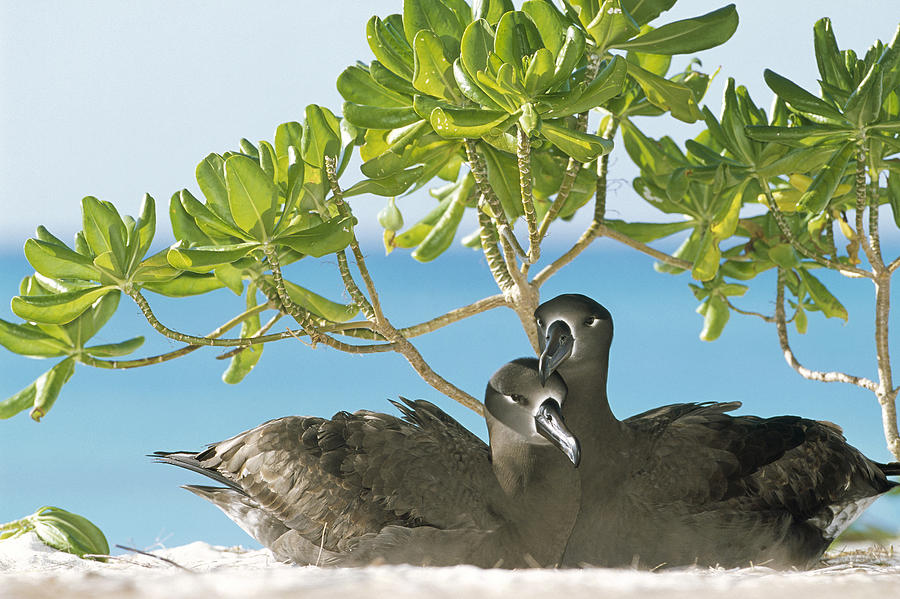 Black-footed Albatross Phoebastria Photograph by Tui De Roy