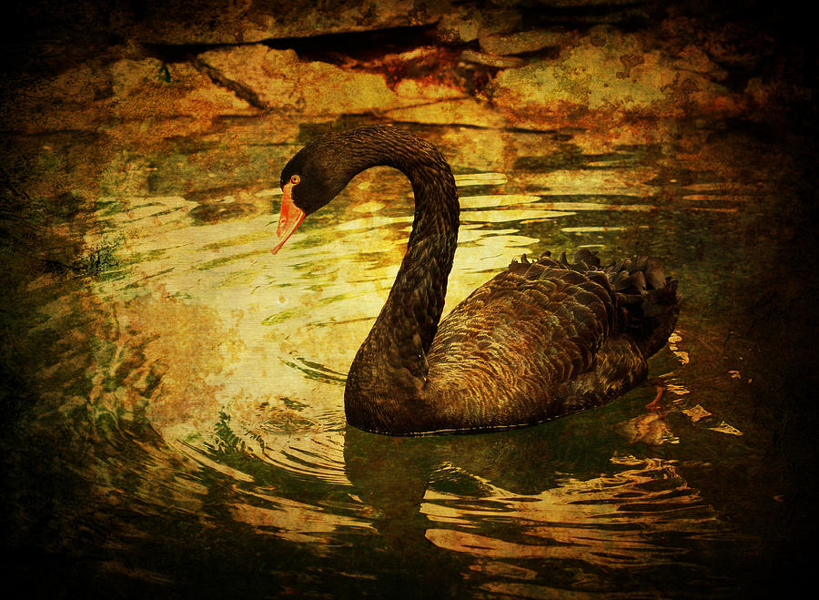 Goose Photograph - Black Goose by Paul Slebodnick