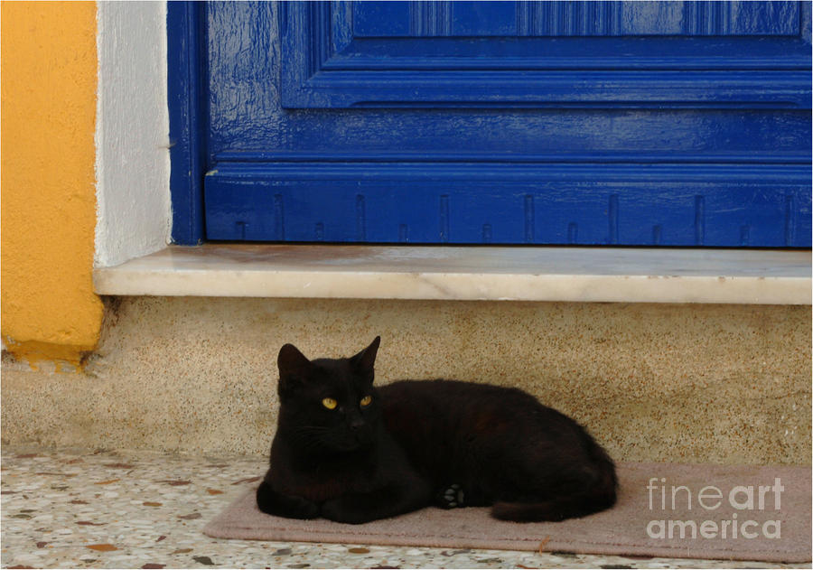 Black Greek Cat Photograph by Bob Christopher