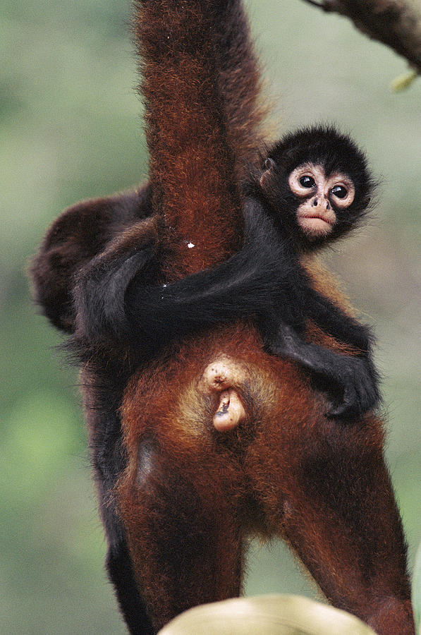 Black-handed Spider Monkey Ateles Photograph by Christian Ziegler