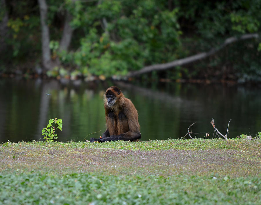 Black Handed Spider Monkey Photograph by Maggy Marsh