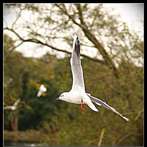 Feather Photograph - Black-headed Gull In Flight #gull by Polly Rhodes