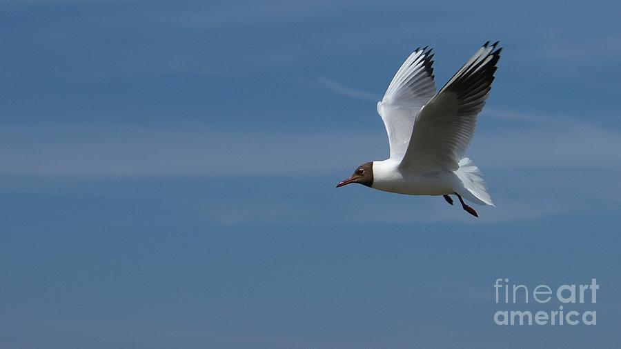 Black-headed gull Photograph by Mareko Marciniak
