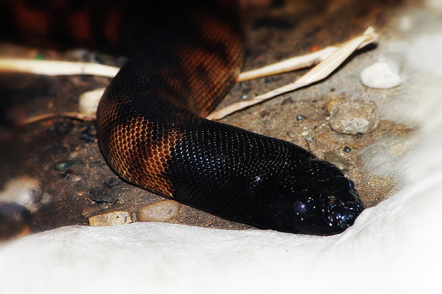 Black Headed Python Photograph by Scott Hovind
