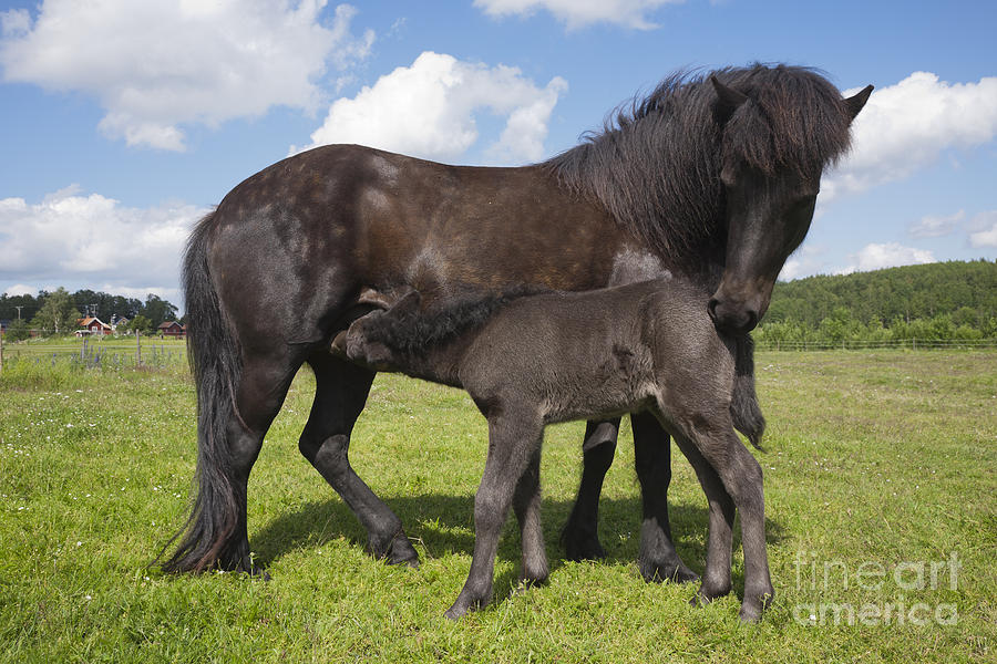 Les robes de base - Page 2 Black-icelandic-horse-with-foal-kathleen-smith