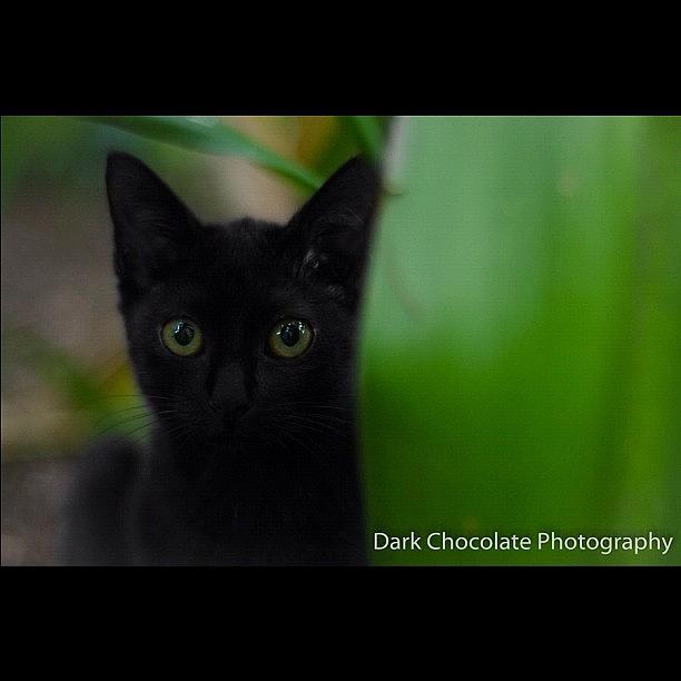 Cat Photograph - Black In Green, My Spot by Zachary Voo