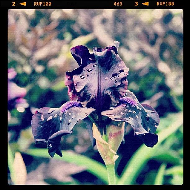 Iris Photograph - Black Iris by Amity Beane