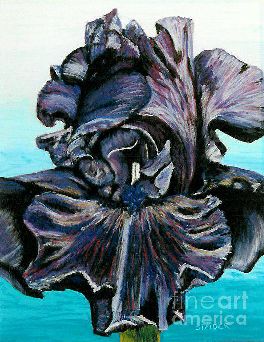 Iris Pastel - Black Iris by Linda Steider