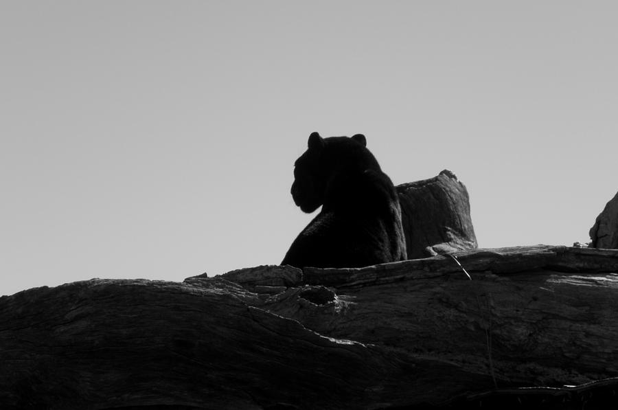 Black Jaguar Photograph by Kim Galluzzo