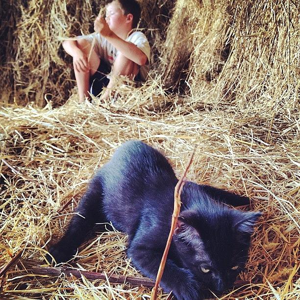 Cat Photograph - Black kitten and boy in hay by Rex Pennington