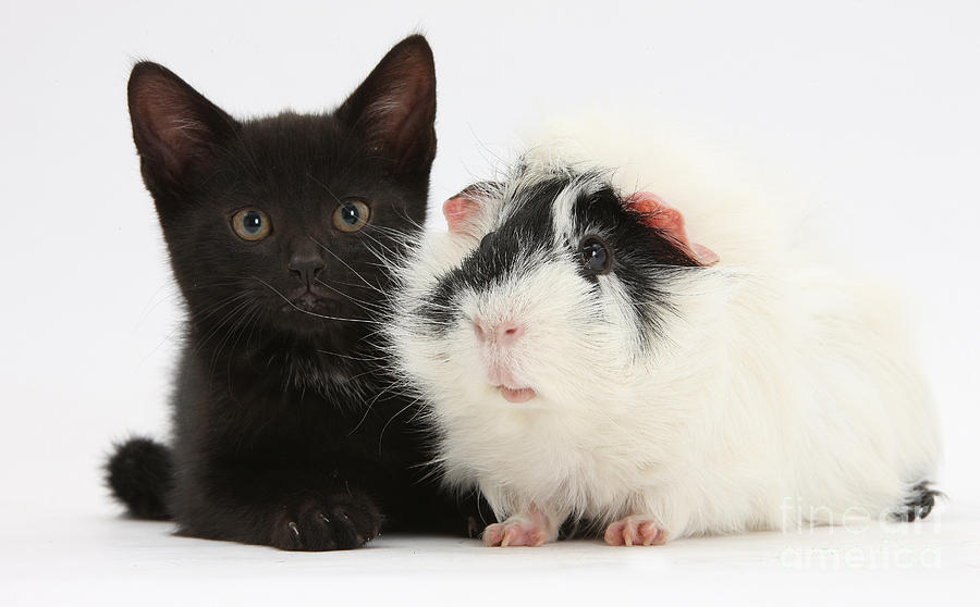 Black Kitten And Guinea Pig  by Mark Taylor