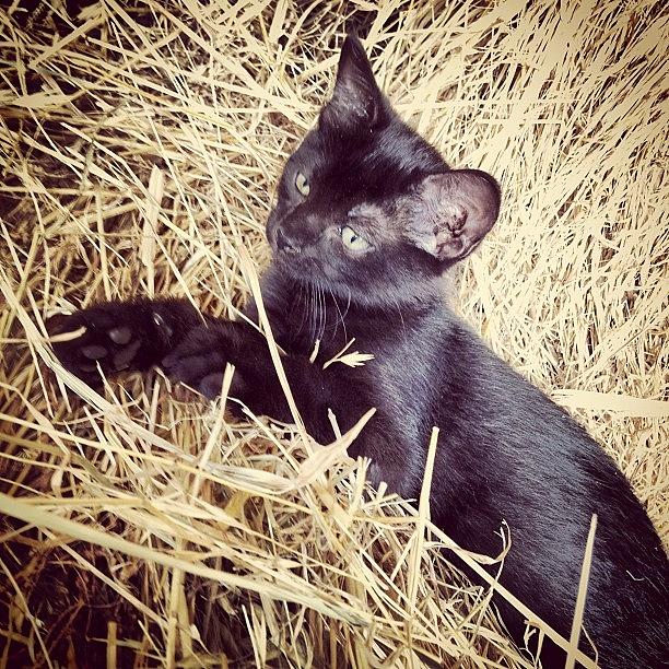 Cat Photograph - Black kitten in hay #1 by Rex Pennington