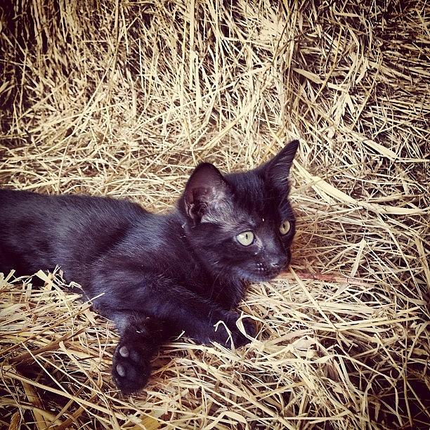 Cat Photograph - Black kitten in hay #3 by Rex Pennington