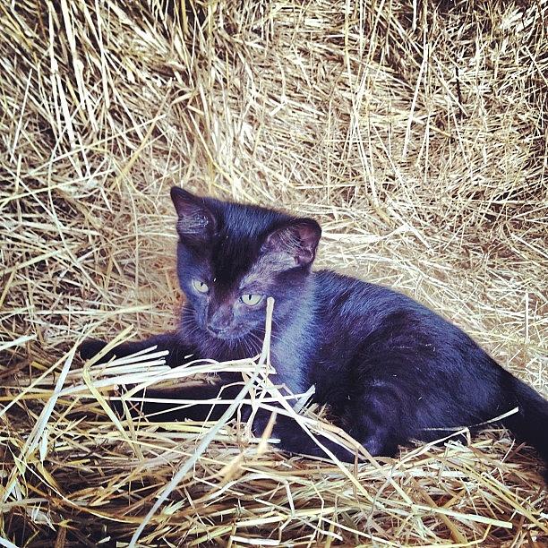 Cat Photograph - Black kitten in hay #4 by Rex Pennington