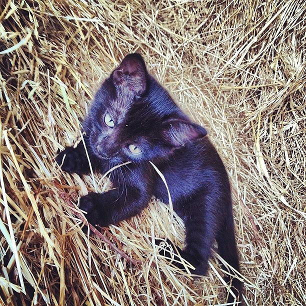 Cat Photograph - Black kitten in hay #5 by Rex Pennington