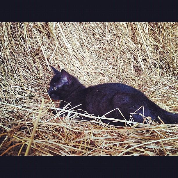 Cat Photograph - Black kitten in hay #6 by Rex Pennington