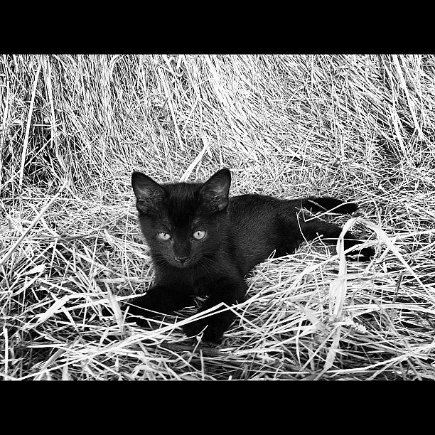 Cat Photograph - Black kitten in hay #7 in black and white by Rex Pennington