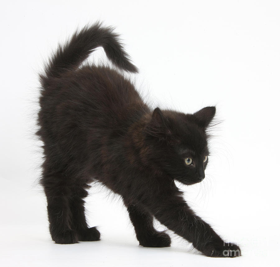 Black Kitten Stretching Photograph By Mark Taylor Fine Art America 7776