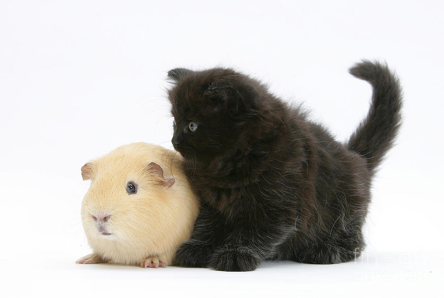Black Kitten With A Yellow Guinea Pig Photograph by Mark Taylor