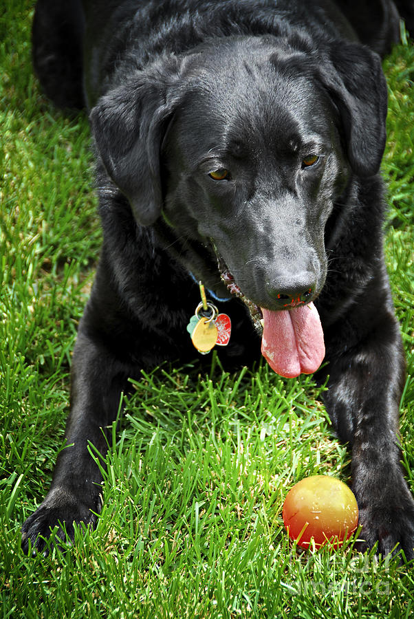 Dog Photograph - Black lab dog with a ball by Elena Elisseeva