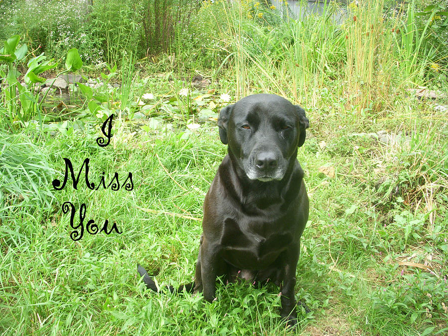 Black lab Miss You Photograph by Aimee L Maher ALM GALLERY