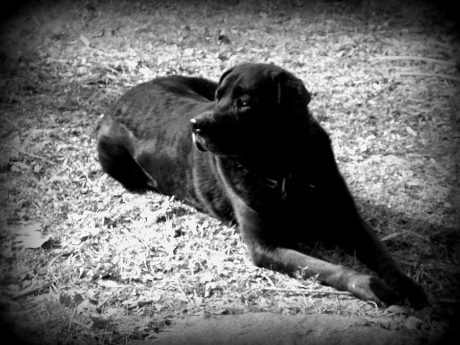 Black Labrador Photograph by Kim Galluzzo