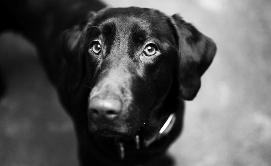 Black labrador  Photograph by Sumit Mehndiratta