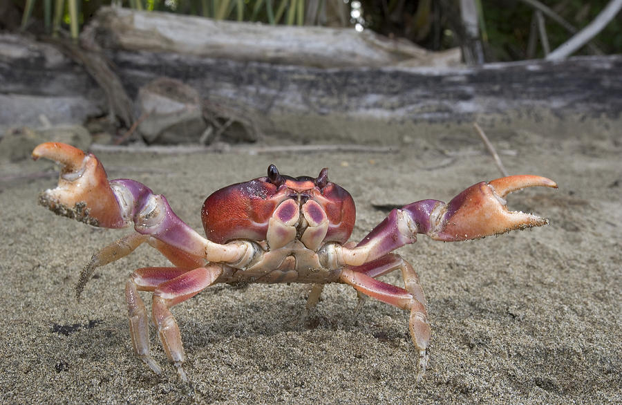 Black Land Crab Costa Rica Photograph by Piotr Naskrecki