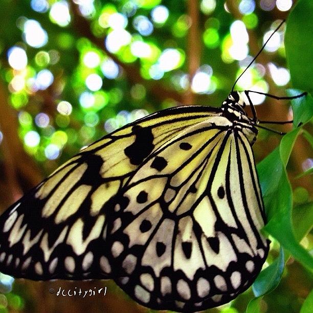 Butterfly Photograph - Black Magic Woman by Dccitygirl WDC
