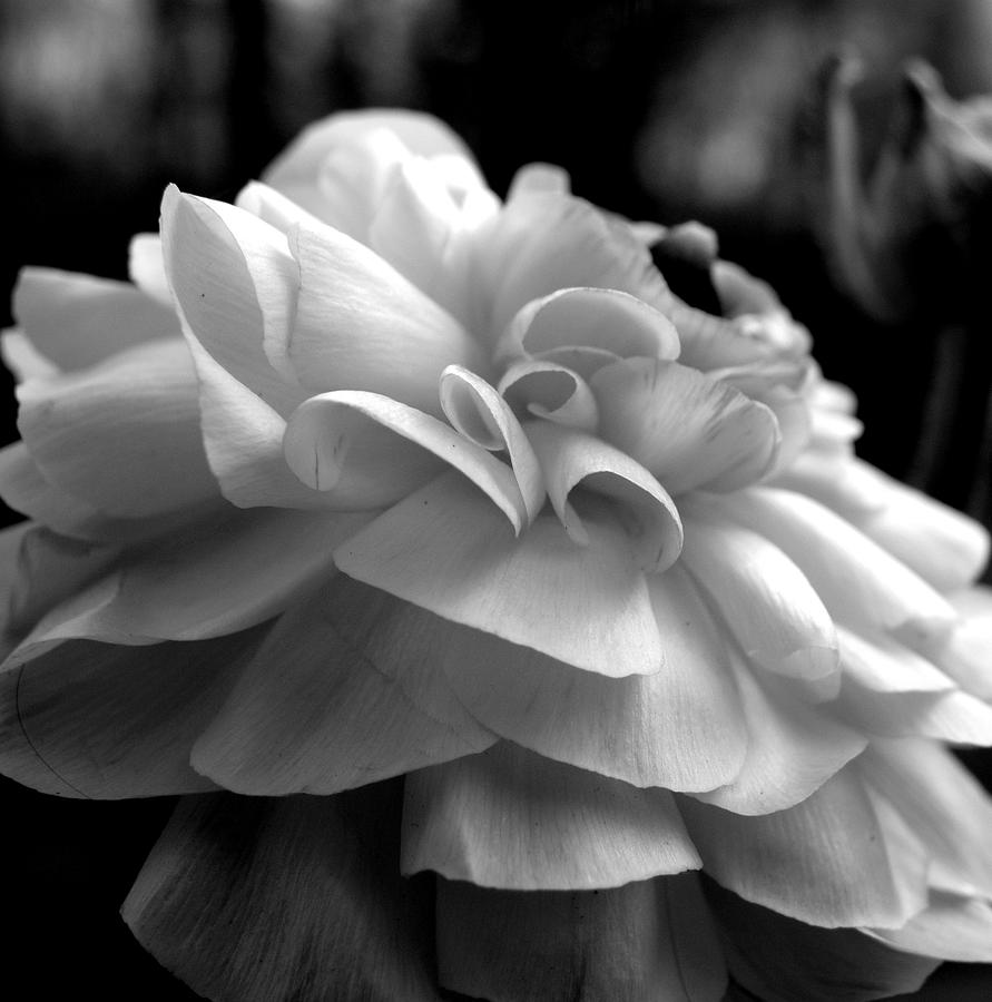 Black N White Beauty Photograph by Kim Galluzzo Wozniak