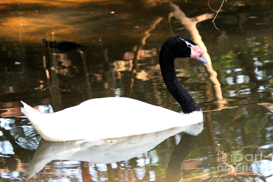 Black Neck Swan Photograph by Kathy  White