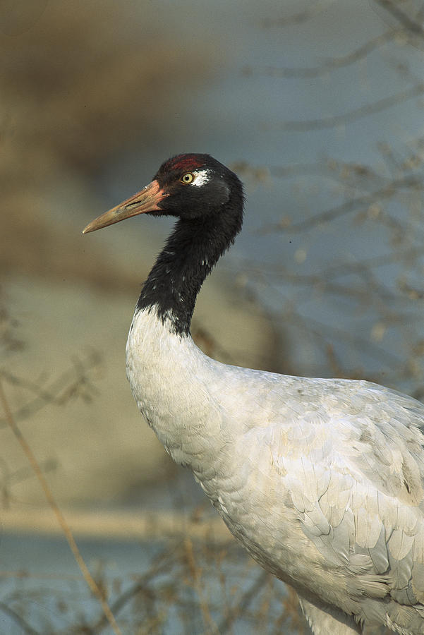 Black-necked Crane Grus Nigricollis Photograph by Konrad Wothe